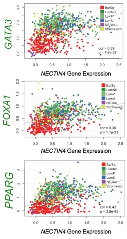 ASCO_GU_NECTIN4_expression.png