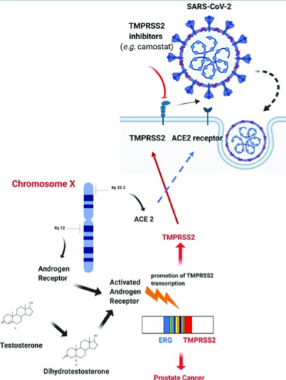 prostatitis androgen az urethritis és a prosztatitis oka