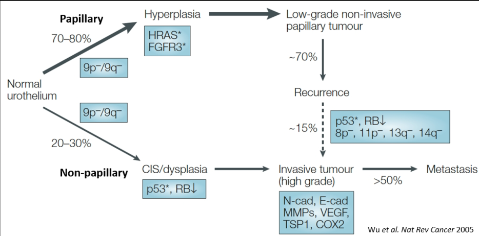 papillary urothelial survival rate