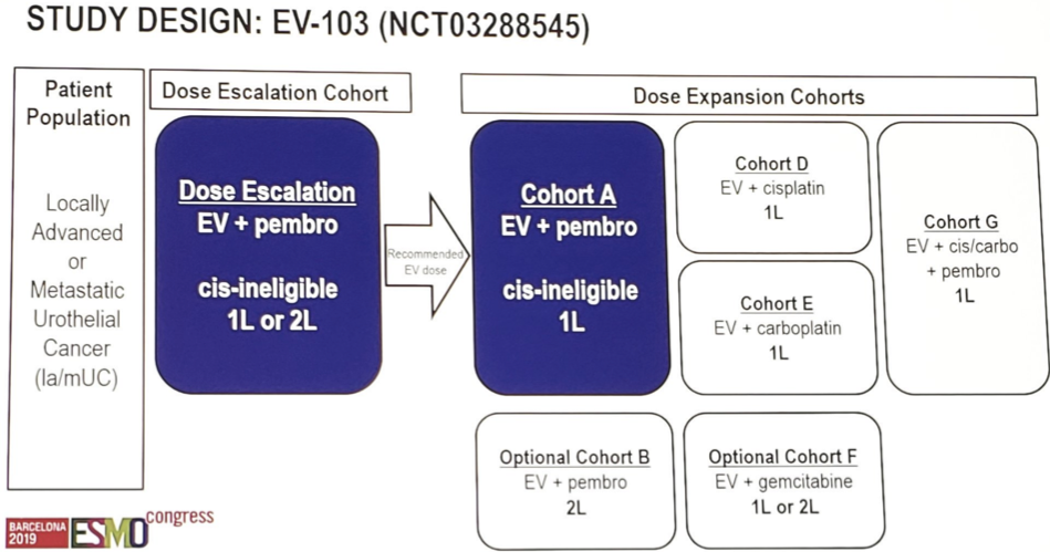 ESMO 2019 EV103 studydesign