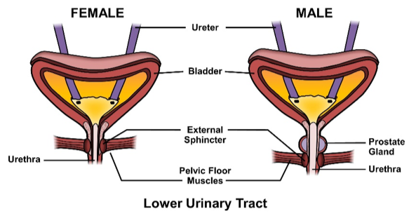 Lower_Urinary_Tract.png