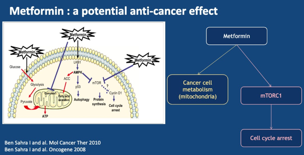 Metformin-potentialanticancereffect_ASCO2019_Martin.png