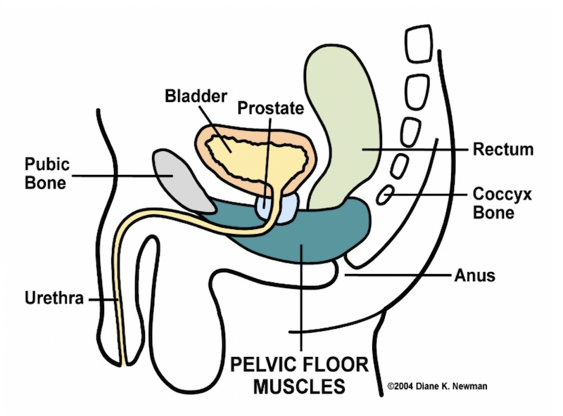 PelvicFloorMuscle_Diagram_AUA2020.png