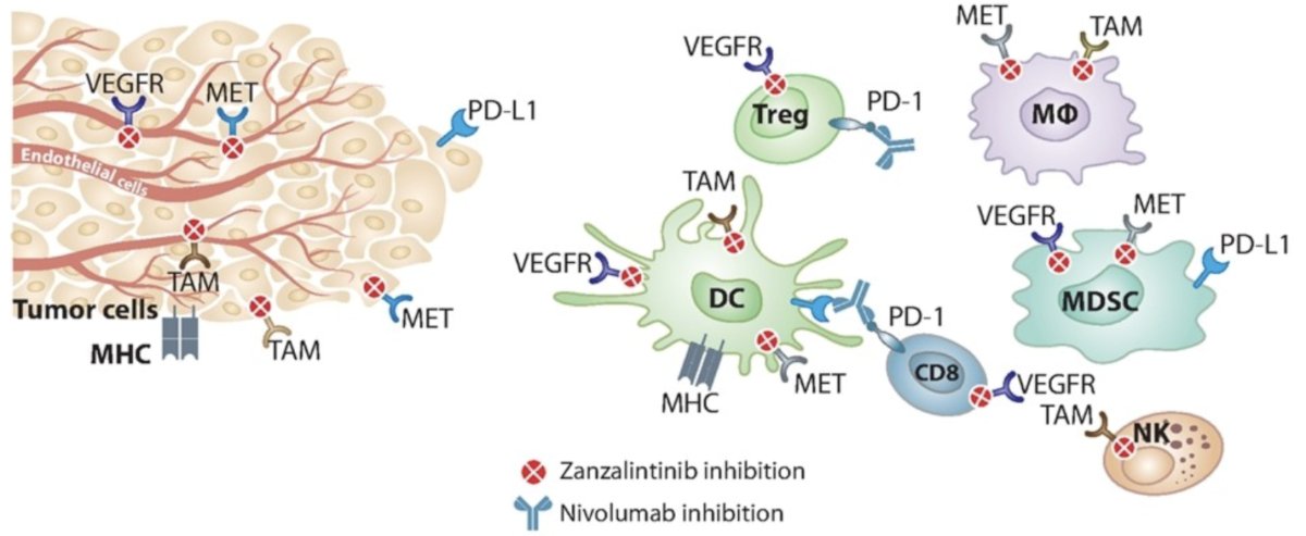 ESMO 2023: STELLAR-304: A Randomized Phase 3 Study of