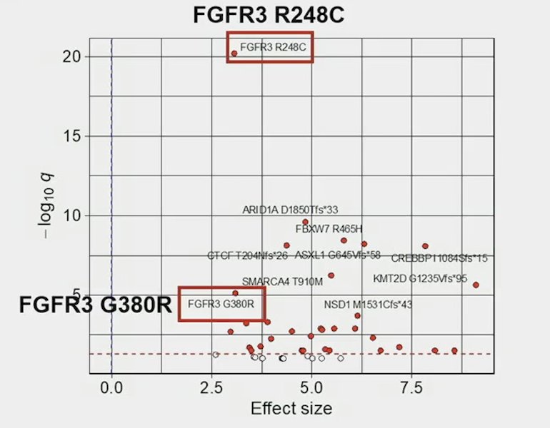FGFR3 R248C