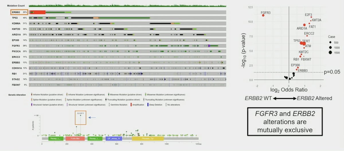 ERBB2 and FGFR3 alterations