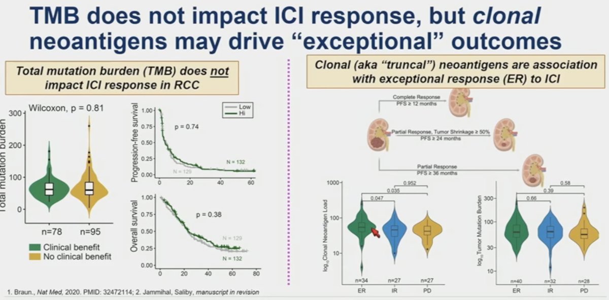 tumor mutational burden does not impact immune checkpoint inhibitor response in RCC