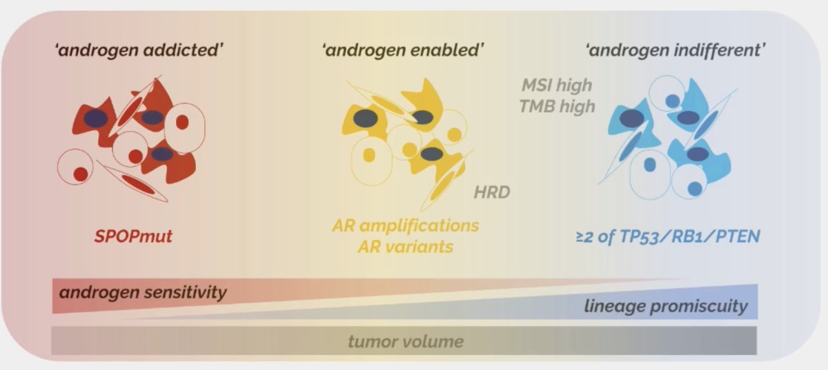 SPOP mutations appear to be highly androgen sensitive, those with ≥2 of TP53, RB1, and PTEN mutations being androgen resistant, and those with AR amplifications/variants falling between these two extremes.