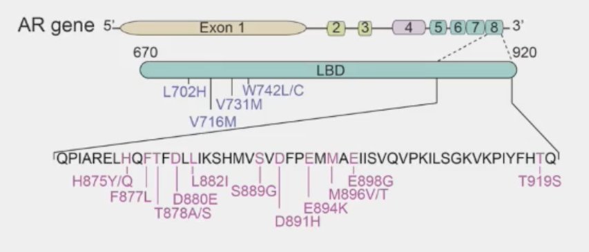 specific ligand-binding domain mutation has important implications for resistance to ARPIs and response to endogenous steroids