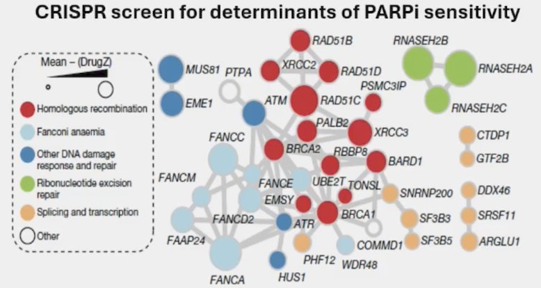 CRISPR screen determinants of parpi sensitivity