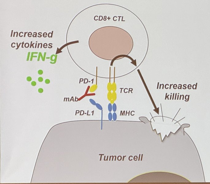 PD-1 is highly expressed on tumor-infiltrating T cells 