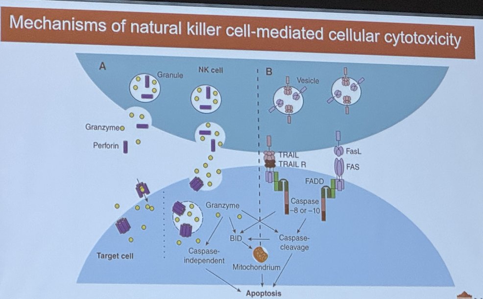 mechanisms of natural killer cell mediated cellular cytotoxicity