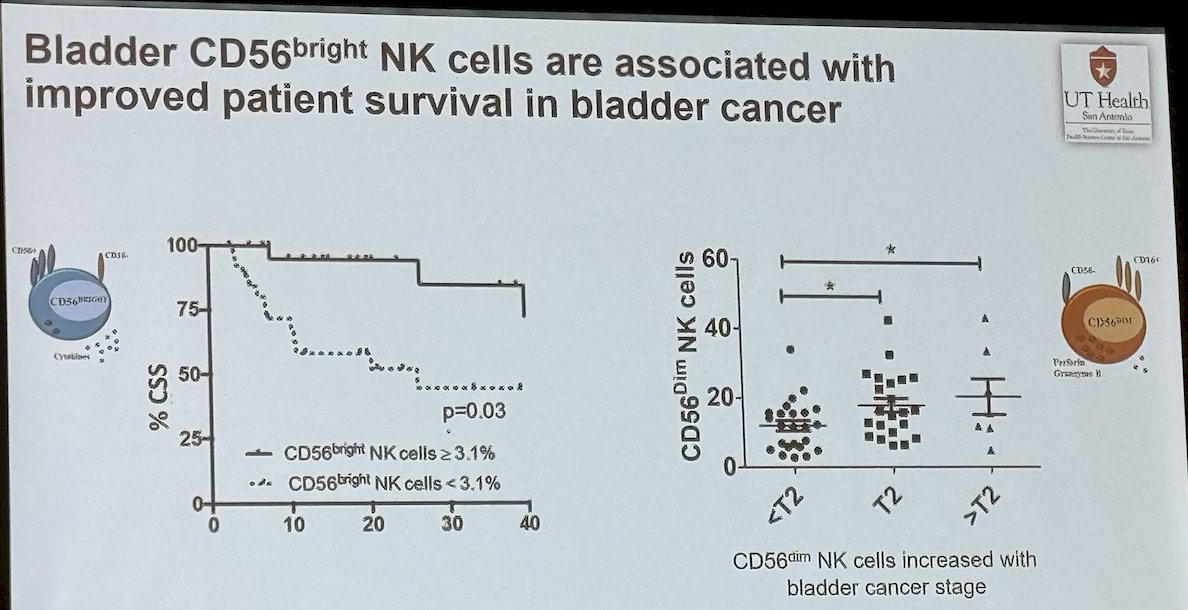 Intratumoral CD56bright NK cells