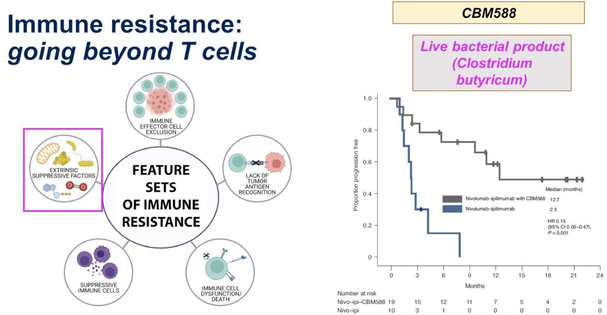 utilizing live bacterial products (e.g., Clostridium butyricum) to enhance the efficacy of ipilimumab + nivolumab in the metastatic clear cell RCC setting