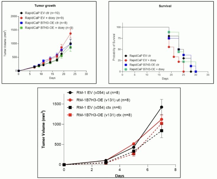 Overexpression of B7-H3 did not influence engraftment and tumor growth of RapidCap cells in immunocompetent mice nor impact survival