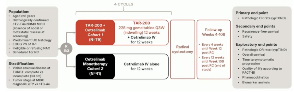 The planned sample size was n = 160, and the primary endpoint was a pathologic complete response. Key secondary endpoints were recurrence-free survival, safety, pathologic objective response (i.e., ≤ypT1N0), and overall survival