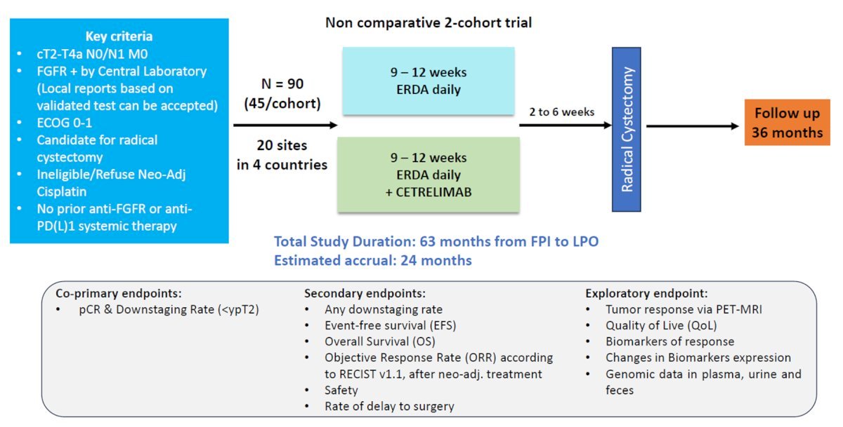 Erdafitinib targets FGFR2/3 mutations and has been introduced into the neoadjuvant space in the SOGUG-NEOWIN study. Eligible patients are those with cT2-4aN0-1M0 urothelial carcinoma who test positive for&nbsp;FGFR&nbsp;mutations and are ineligible for or refuse neoadjuvant cisplatin. Ninety patients will be randomized to daily erdafitinib monotherapy versus combination erdafitinib + cetrelimab. The co-primary study endpoints are pathologic complete response and downstaging