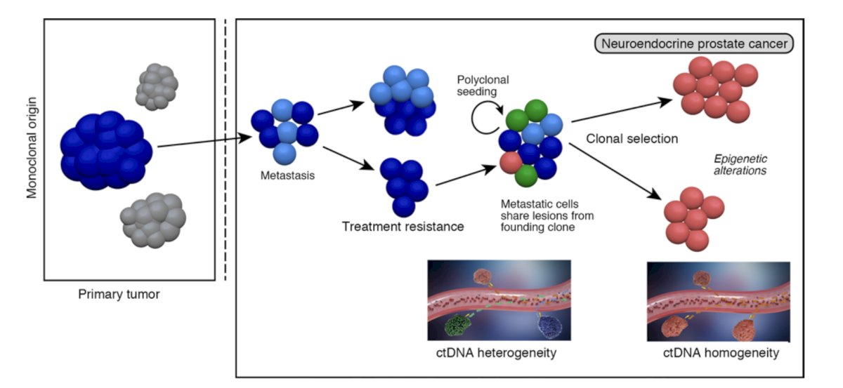 Additionally, this group has proposed the following model of prostate cancer progression towards CRCP-neuroendocrine differentiation