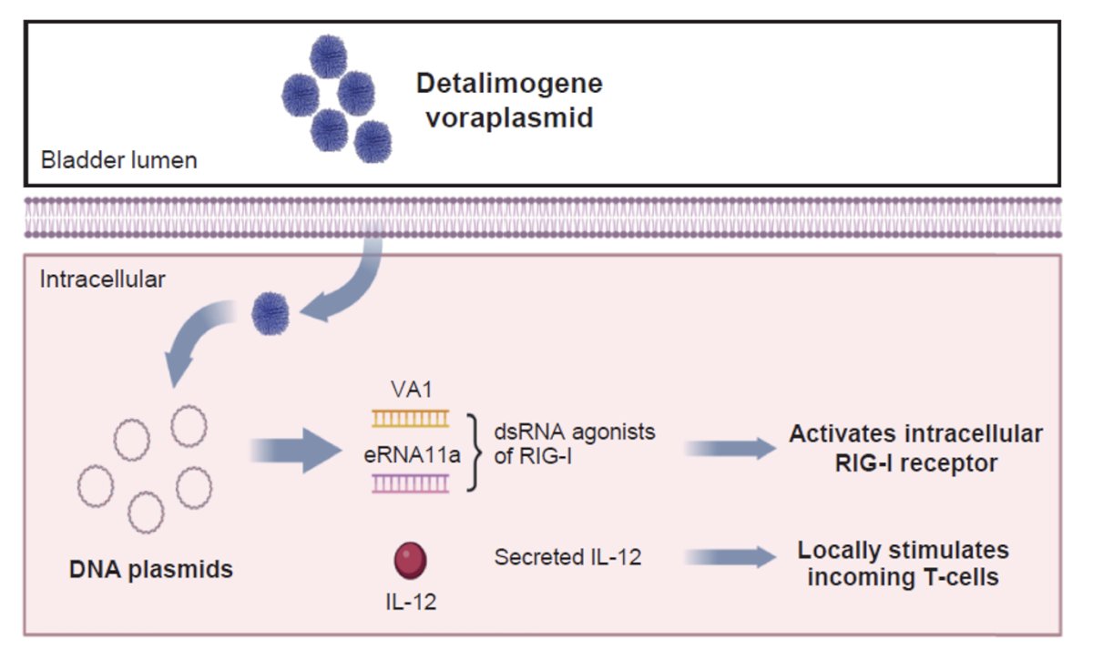 Detalimogene voraplasmid (EG-70) is an investigational, non-viral genetic medicine designed to eradicate tumors by synergistically stimulating innate and adaptive immune responses localized to the bladder