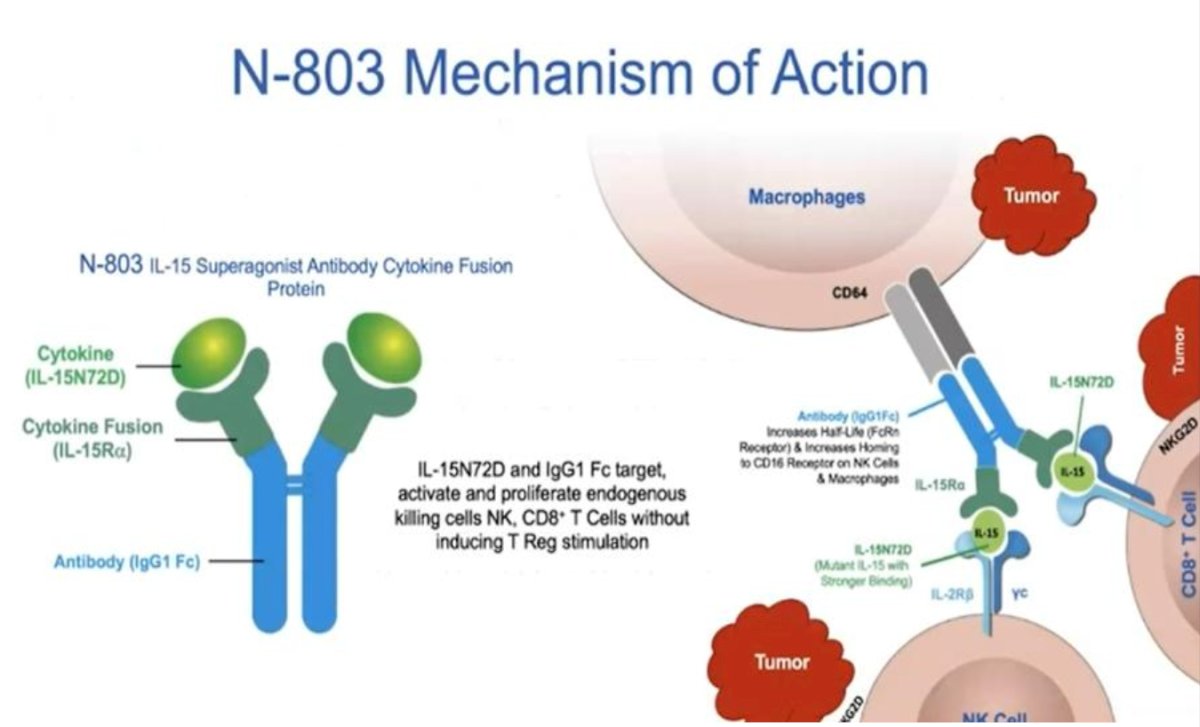 N-803 is a IL-15 super agonist that forms a mutant IL-15 based immunostimulatory fusion protein complex from IL-15 agonism. It promotes proliferation and activation of natural killer cells and CD8+ T cells, thereby increasing the efficacy of BCG and cancer cell death: