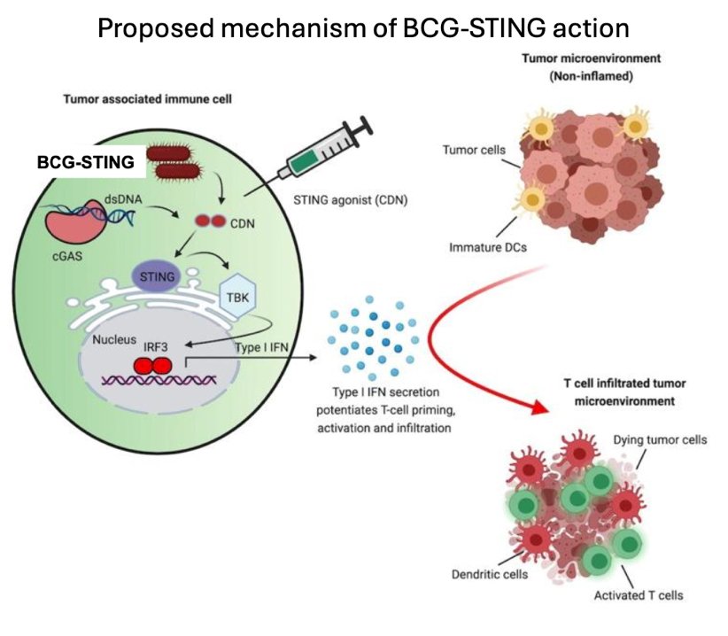 Recombinant BCG-STING is re-engineered to express a small STING agonist (CDN: c-di-AMP):