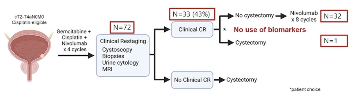 Among the 72 eligible patients, 33 (43%) had a clinical complete response. One patient opted for cystectomy, whereas 32 proceeded to surveillance and received 8 additional cycles of nivolumab.