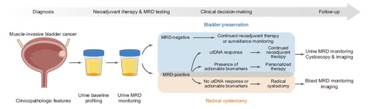 He discussed a study utilizing minimal residual disease (MRD)-based clinical decision-making in patients undergoing neoadjuvant therapy and MRD testing. Based on MRD status and urinary tumor DNA (utDNA) response, patients may proceed with continued neoadjuvant therapy, surveillance, radical cystectomy, or personalized therapy guided by actionable biomarkers
