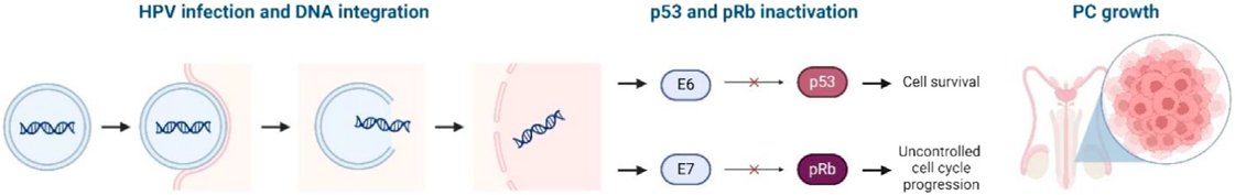 Additionally, the HPV viral protein E7 can directly inhibit RB and p21, leading to the accumulation of p16, which is associated with better prognosis