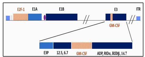What is cretostimogene grenadenorepvec (CG)? It is an oncolytic immunotherapy with a dual mechanism of action. It binds to the Coxsackie Adenovirus Receptor (CAR) & integrin αvβ5, which is highly expressed in all stages of bladder cancer. It is a conditionally replicating, highly immunogenic adenovirus under the regulation of the human E2F-1 promoter, selective for RB-E2F pathway alterations, and encodes the GM-CSF transgene.2