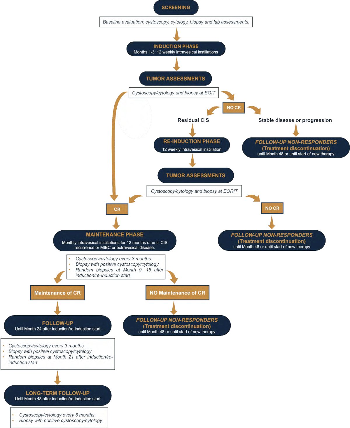 Tumor response is evaluated by cystoscopy and cytology at the end of the induction/re-induction, every 3 months for up to 24 months during the maintenance/follow-up, and every 6 months for an additional two years (long-term follow-up). Biopsies are performed at the end of the induction/re-induction and in case of positive cystoscopy/cytology during treatment and follow-up. Random biopsies are conducted at 9, 15, and 21 months in responding patients.