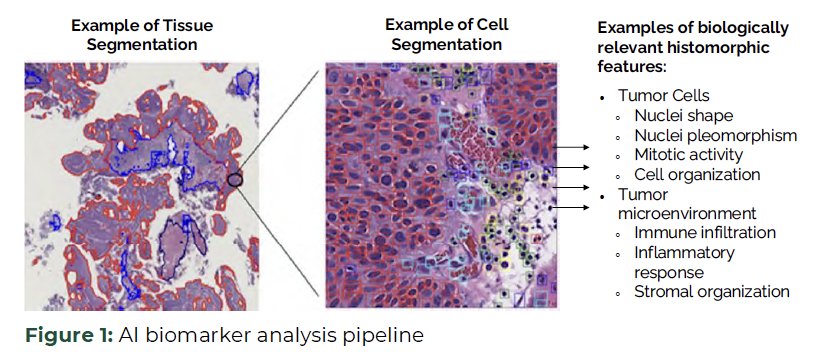 The study investigators hypothesized that the previously developed CHAI biomarkers could stratify the risks of recurrence and progression in patients with HG Ta NMIBC better than existing guideline risk groupings.