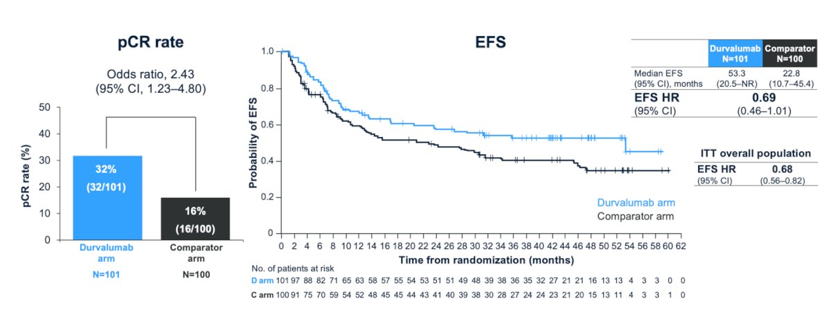 Furthermore, Dr. Meeks presented an analysis of pCR and EFS outcomes in the borderline renal function population (CrCl ≥40–<60 mL/min). He highlighted that perioperative durvalumab plus NAC improved both the pCR rate (32% vs. 16%) and EFS (median 53.3 vs. 22.8 months) in this subgroup, as illustrated in the graphics below.