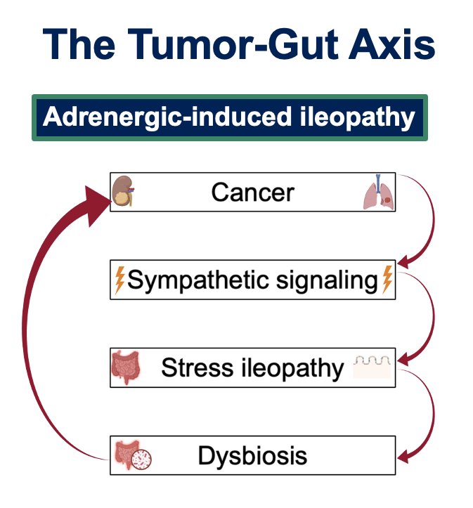 While the exact mechanisms through which the microbiome exerts its effects on cancer development and progression remain to be definitively determined, Dr. Saliby highlighted one emerging pathway – Yonekura and colleagues showed that extraintestinal tumors can induce a form of stress ileopathy characterized by anatomical and functional changes in the gut leading to increased sympathetic signaling. This in turn increases gut permeability and creates a niche for sustained dysbiosis, particularly favoring gram-positive species from the Enterocloster genus. This results in a feedback loop that fuels cancer progression from a distance.3&nbsp;