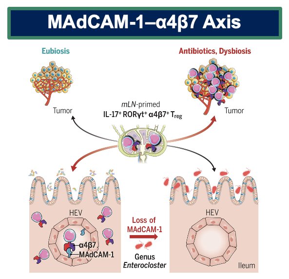 They migrate to the tumor and tumor-draining lymph nodes, where they actively impair the efficacy of immune checkpoint blockade.4