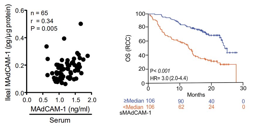 Importantly, serum MAdCAM-1 is representative of ileal MAdCAM-1, which means that we can reliably evaluate the gut microbiome using the serum level of MAdCAM-1. In patients receiving immunotherapy, low serum levels of soluble MAdCAM-1 were associated with gut dysbiosis and worse outcomes in renal, bladder, and lung cancers.4