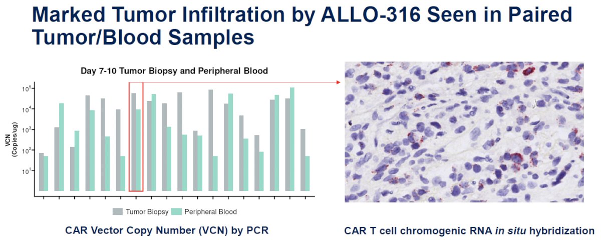 Homing and infiltration of ALLO-316 CAR T cells into the tumor was demonstrated by two independent methods: VCN (PCR) and chromogenic RNA in situ hybridization assay using a probe against CAR transcripts. The high VCN levels observed in the tumor samples demonstrated the extensive infiltration of ALLO-316.