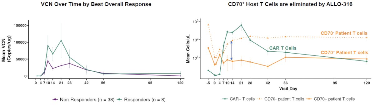 The responders had robust expansion and persistence of CAR T cells. CD70- patient T cells quickly rebounded while CD70+ patient T cells remained low until ALLO-316 CAR T contraction (Dagger® Effect).