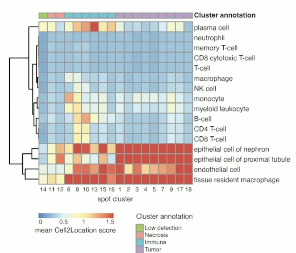 The heatmap below displays the mean Cell2Location score across all spots in each of the Visium spot clusters.