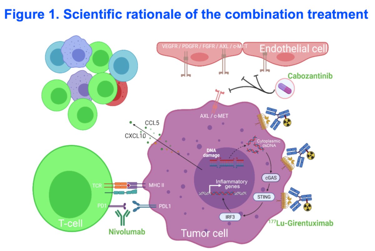 To improve CR rates, novel agents that synergize with T-cell–mediated anti-tumor activity are needed. One promising mechanism involves radiation-induced DNA damage activating the cGAS-STING pathway, enhancing immune cell infiltration as illustrated below.