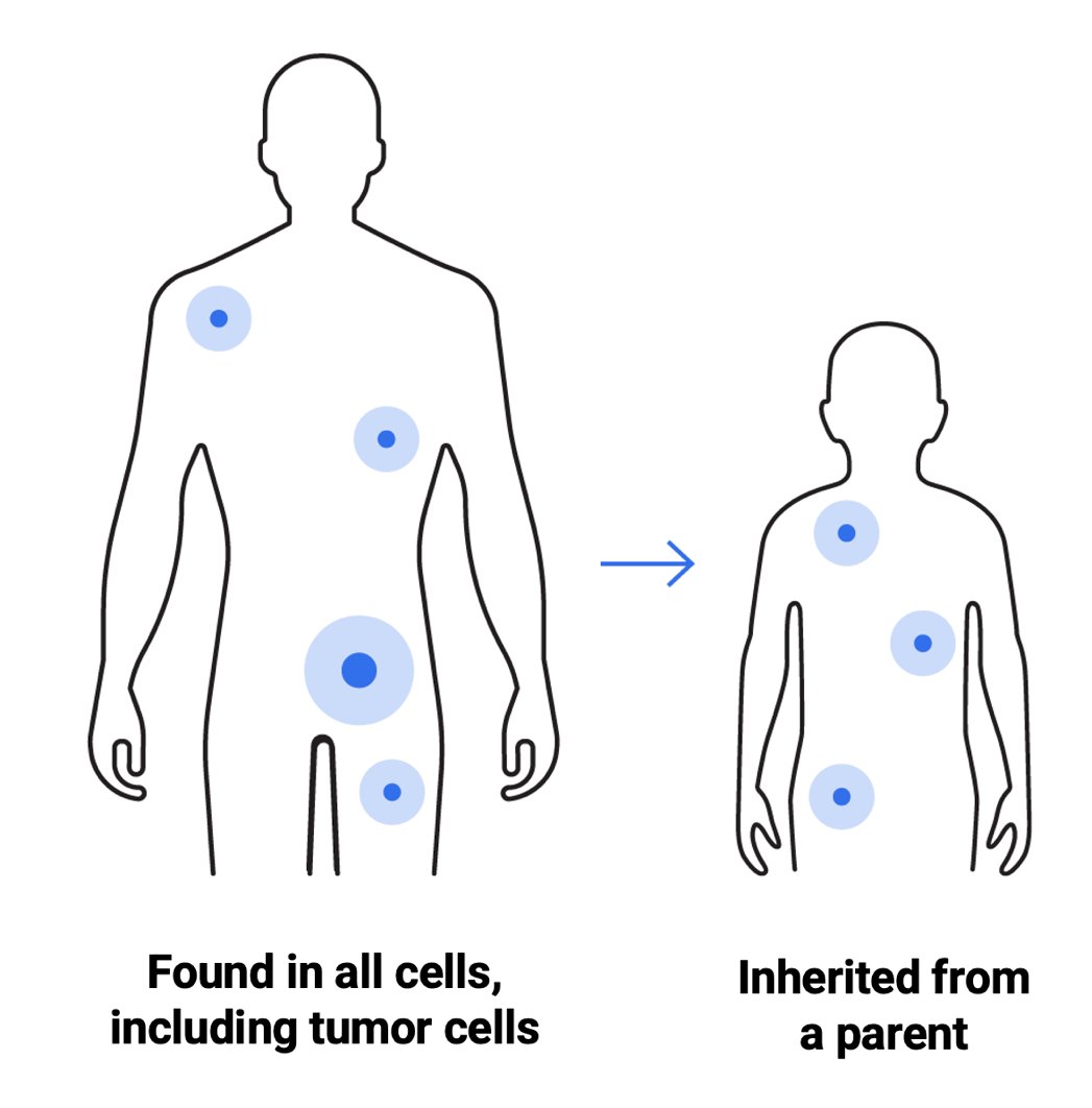 Germline testing plays a critical role in the evaluation of inherited cancer risk. Conducted using a blood or saliva sample, this type of testing identifies genetic alterations that are present in all cells of the body. Beyond informing a patient's individual cancer risk, germline results can have significant implications for family members by guiding cascade testing and early detection strategies. In prostate cancer, germline findings may also influence treatment decisions, particularly in the context of targeted therapies for DNA repair deficiencies.