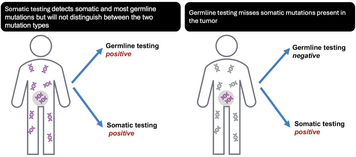 Germline testing, on the other hand, identifies inherited mutations but will miss alterations confined to the tumor. For example, a patient with a germline mutation will test positive on both germline and somatic assays, though only germline testing confirms heritability and prompts cascade testing in family members. Conversely, a patient with a tumor-restricted somatic mutation will test positive only on somatic testing; if germline testing alone is performed, the mutation may go undetected as illustrated below.&nbsp;