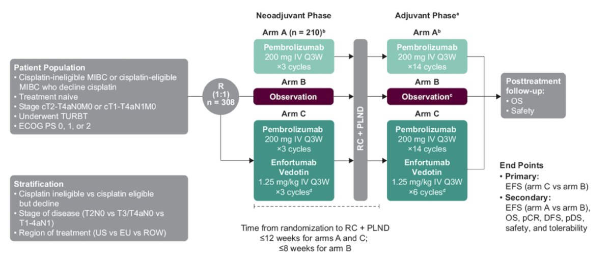 In the neoadjuvant and adjuvant phases of arm C, pembrolizumab will be administered on day 1 and enfortumab vedotin will be administered on days 1 and 8 of each cycle. Enrollment is complete for arm A, whereas patients will continue to be randomly assigned 1:1 to arm B or arm C. The trial design for KEYNOTE-905/EV-303 is as follows: