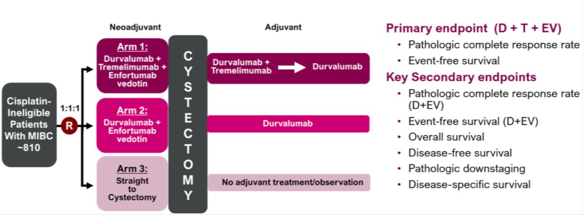 Following radical cystectomy, patients in arm 1 will then receive 1 cycle of tremelimumab on Day 1 plus 9 cycles of durvalumab every 4 weeks while those in arm 2 receive 9 cycles of durvalumab every 4 weeks, and those in arm 3 receive either no adjuvant treatment (observation only) or adjuvant nivolumab in high-risk patients where available and approved (planned amendment). The trial design of VOLGA is as follows: