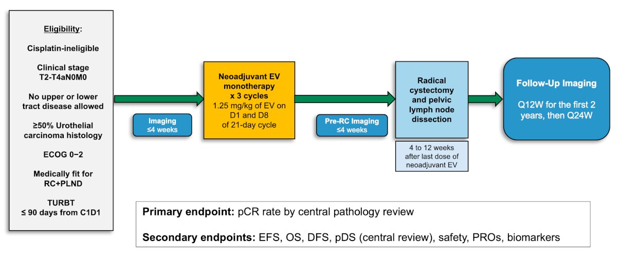 Next, Dr. Petrylak discussed the EV-103 cohort H trial, which enrolled patients with cisplatin ineligible cT2-T4aN0M0 muscle invasive bladder cancer who were eligible for radical cystectomy and pelvic lymph node dissection and had an ECOG of 0-2. Patients received 3 cycles of neoadjuvant enfortumab vedotin (1.25 mg/kg) on Days 1 and 8 of every 3-week cycle prior to radical cystectomy and pelvic lymph node dissection. The primary endpoint of the study was pathological complete response rate (ypT0N0) by central review. Key secondary endpoints included pathological downstaging rate (yp T0,Tis,Ta,T1,N0) and safety. The trial design for EV-103 cohort H is as follows: