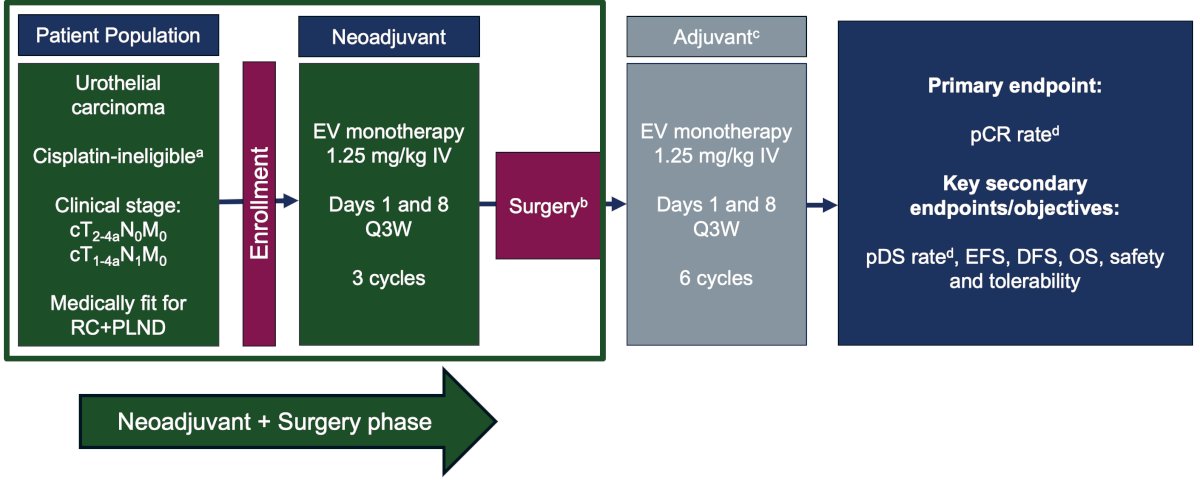 EV-103 cohort L was initially presented at ESMO 2023, assessing enfortumab vedotin monotherapy in cisplatin-ineligible patients with muscle invasive bladder cancer. &nbsp;Following enrollment, patients were given enfortumab vedotin monotherapy (1.25 mg/kg) in 3-week cycles on days 1 and 8 for 3 cycles total. Following surgery, patients received the same regimen for 6 cycles. The primary endpoint was pathological complete response, with secondary objectives of pathologic downstaging, event-free survival, disease-free survival, overall survival, and safety and tolerability: