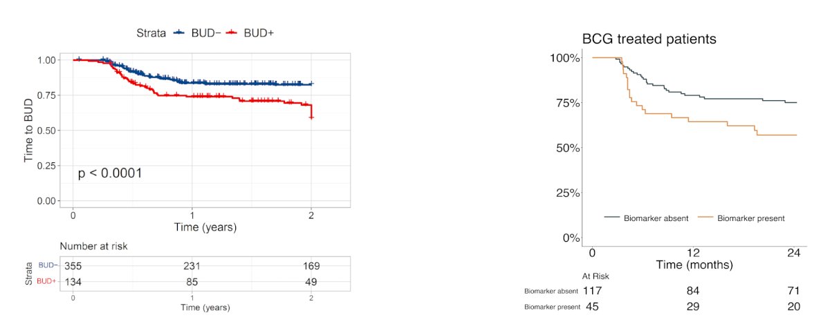 The computational histology artificial intelligence biomarker identifies cases of high risk BCG unresponsive disease: