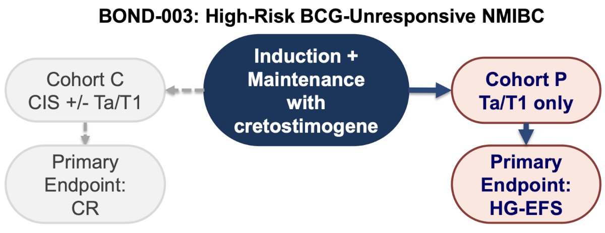Re-induction is permitted after the first disease assessment for patients with persistent HG Ta and/or CIS. Primary disease assessments include serial cystoscopy, urine cytology, axial imaging, and mandatory biopsy at month 12, with centralized review of pathologic samples. The primary outcome measure is all-cause event-free survival: