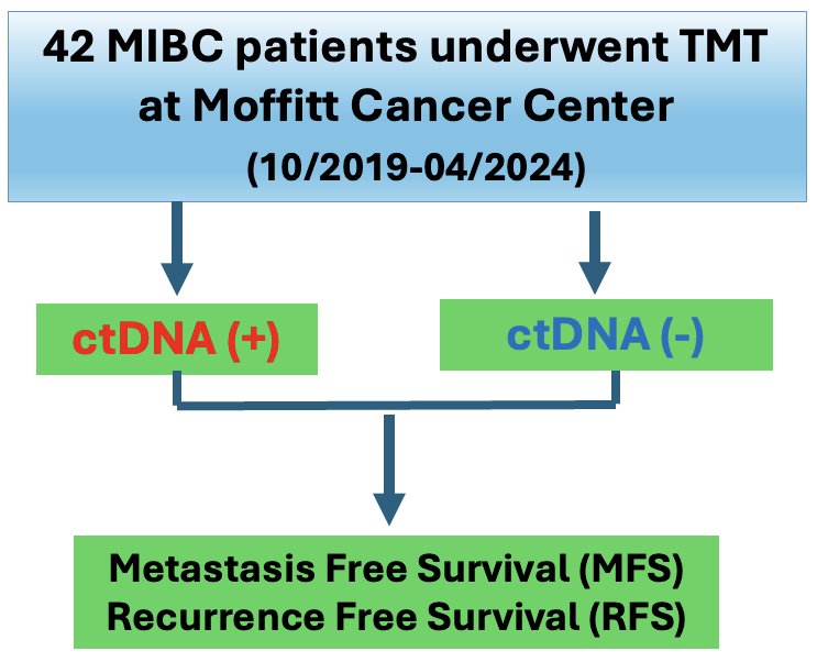 This was a single-center, retrospective analysis of 42 patients with MIBC who underwent TMT at the Moffitt Cancer Center between October 2019 and April 2024 and had ≥1 post-TMT ctDNA (SignateraTM) measurement available. Patients were stratified by their post-TMT ctDNA status. The study outcomes were: