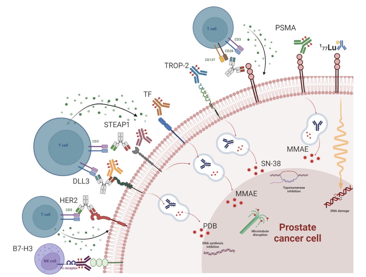 Next. Dr. De Bono discussed cell surface protein targeting, which includes T-cell engagers, radiopharmaceuticals, and antibody drug conjugates. Dr. De Bono notes that there are many cell surface proteins for targeting:2