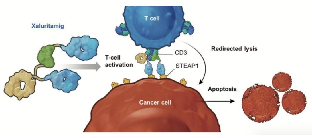 At ESMO 2024, Dr. William Kelly presented the initial results from a dose expansion cohorts in a phase 1 study exploring Xaluritamig, a STEAP1 x CD3 XmAb 2+1 immunotherapy, in patients with mCRPC. STEAP1 is a cell surface antigen highly expressed in prostate cancer, strongly expressed in >80% of mCRPC with bone or lymph node involvement, and often associated with poor survival. Xaluritamig is a novel bispecific XmAb 2+1 T-cell engager targeting STEAP1 and designed to facilitate T-cell–mediated lysis of STEAP1-expressing cells, such as prostate cancer cells: